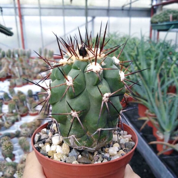 Copiapoa montana FR 522