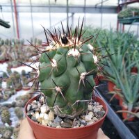 Copiapoa montana FR 522