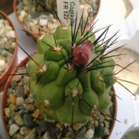 Copiapoa montana FR 522