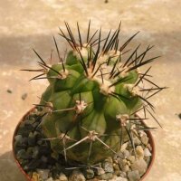 Copiapoa montana FR 522