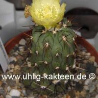 Copiapoa montana FR 522