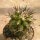 Copiapoa montana FR 522