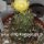 Copiapoa montana FR 522