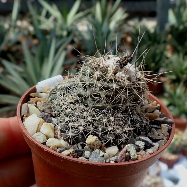 Copiapoa paposoensis