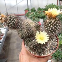 Copiapoa paposoensis