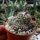 Copiapoa paposoensis