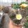 Copiapoa paposoensis