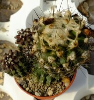 Copiapoa paposoensis cv. Arisonne