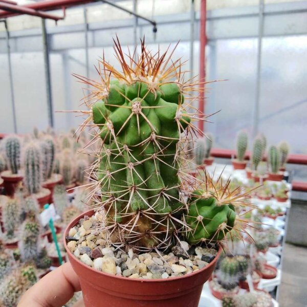 Copiapoa pendulina
