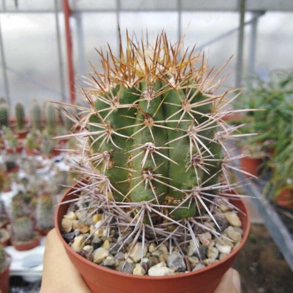 Copiapoa pseudocoquimbana