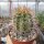 Copiapoa pseudocoquimbana