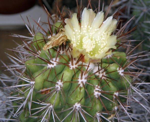 Copiapoa pseudocoquimbana KK 086