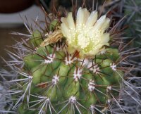 Copiapoa pseudocoquimbana KK 086