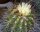 Copiapoa pseudocoquimbana KK 086