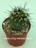 Copiapoa pseudocoquimbana f. chorosensis