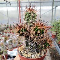 Copiapoa pseudocoquimbana v. pseuocoquimbana Trapiche, Chile
