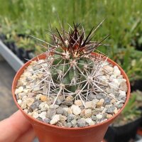 Copiapoa pseudocoquimbana v. pseuocoquimbana Trapiche, Chile