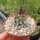 Copiapoa pseudocoquimbana v. pseuocoquimbana Trapiche, Chile