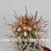 Copiapoa pseudocoquimbana v. vulgata Las Tacas, Chile