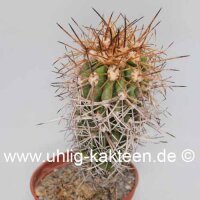 Copiapoa pseudocoquimbana v. vulgata Las Tacas, Chile