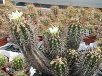 Copiapoa spec.