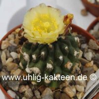 Copiapoa spec. Esmeralda
