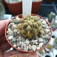 Copiapoa tenebrosa