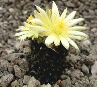 Copiapoa tenuissima