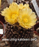 Copiapoa tenuissima FR 540