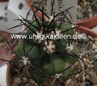 Copiapoa vallenarensis WK 779