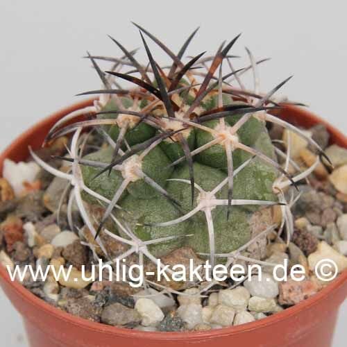 Copiapoa vallenarensis WK 947