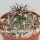 Copiapoa vallenarensis WK 947
