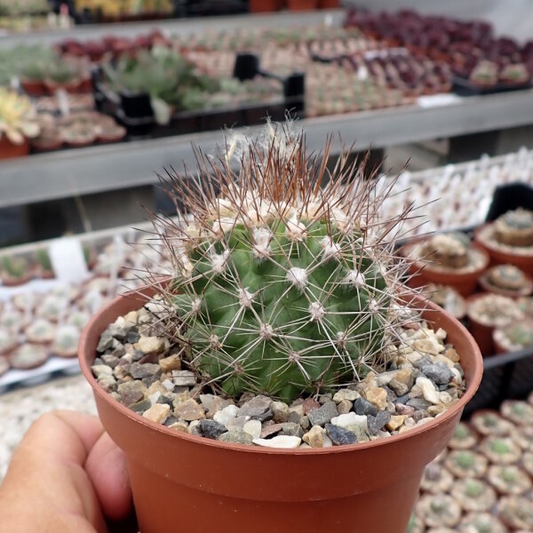 Copiapoa variispina