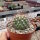 Copiapoa variispina