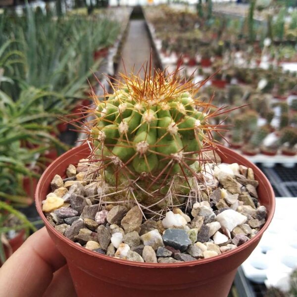 Copiapoa variispina WK 811