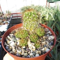 Copiapoa variispina WK 811