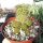 Copiapoa variispina WK 811