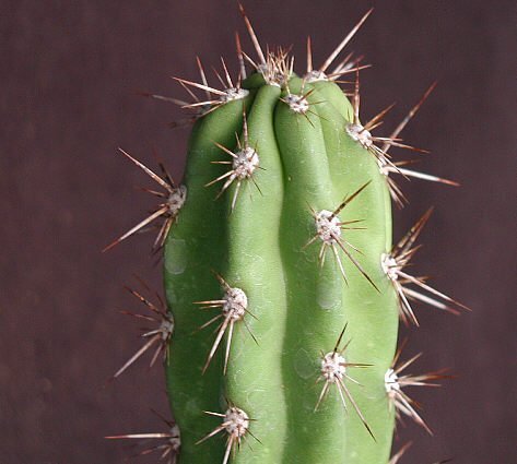 Corryocactus brevistylus