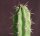 Corryocactus brevistylus