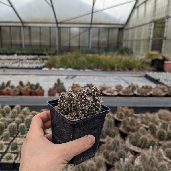 Corynopuntia clavata cv. Lange Triebe (dw)