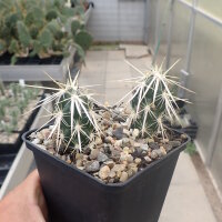 Corynopuntia clavata cv. Roter Neutrieb (dw)