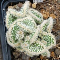 Corynopuntia clavata cv. Wicky cristata (dw)