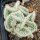 Corynopuntia clavata cv. Wicky cristata (dw)