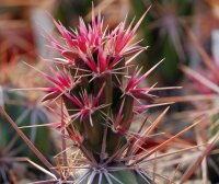 Corynopuntia invicta