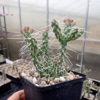 Corynopuntia parishii LZ 267 Westl. Cameron, Arizona,...