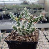 Corynopuntia parishii LZ 267 Westl. Cameron, Arizona,...
