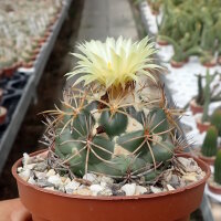 Coryphantha borwigii