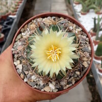 Coryphantha borwigii