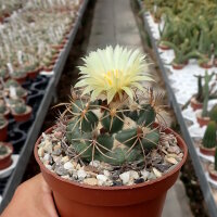 Coryphantha borwigii