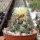 Coryphantha borwigii